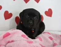 Romeo , a female Labrador Retriever for sale in Nappanee, IN – Photo 4 of 5