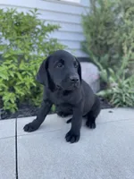 Chandler , a male Labrador Retriever for sale in Nappanee, IN – 4 of 8