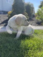 Charlie , a male Labrador Retriever for sale in Nappanee, IN – 5 of 7