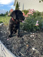 Duke, a male Labrador Retriever for sale in Nappanee, IN – 2 of 3