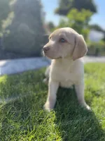 Daisy , a female Labrador Retriever for sale in Nappanee, IN – 3 of 10