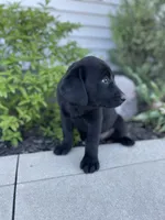 Coco , a female Labrador Retriever for sale in Nappanee, IN – 9 of 10