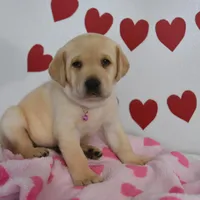 Snoopy , a male Labrador Retriever for sale in Nappanee, IN – Photo 1 of 7