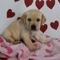 Snoopy , a male Labrador Retriever for sale in Nappanee, IN – Photo 6 of 7