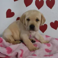 Snoopy , a male Labrador Retriever for sale in Nappanee, IN – Photo 2 of 7