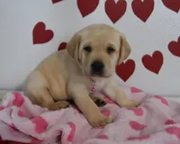 Snoopy , a male Labrador Retriever for sale in Nappanee, IN – Photo 2 of 7