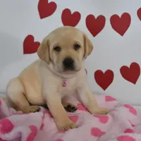 Snoopy , a male Labrador Retriever for sale in Nappanee, IN – Photo 4 of 7