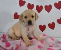 Snoopy , a male Labrador Retriever for sale in Nappanee, IN – Photo 4 of 7