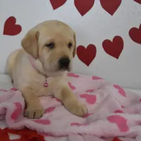 Snoopy , a male Labrador Retriever for sale in Nappanee, IN – Photo 7 of 7