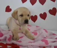Snoopy , a male Labrador Retriever for sale in Nappanee, IN – Photo 7 of 7