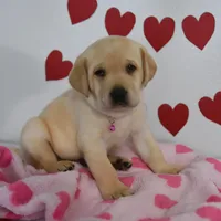 Snoopy , a male Labrador Retriever for sale in Nappanee, IN – Photo 3 of 7