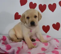 Snoopy , a male Labrador Retriever for sale in Nappanee, IN – Photo 3 of 7