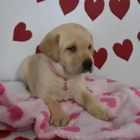 Snoopy , a male Labrador Retriever for sale in Nappanee, IN – Photo 5 of 7