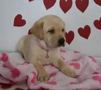Snoopy , a male Labrador Retriever for sale in Nappanee, IN – Photo 5 of 7
