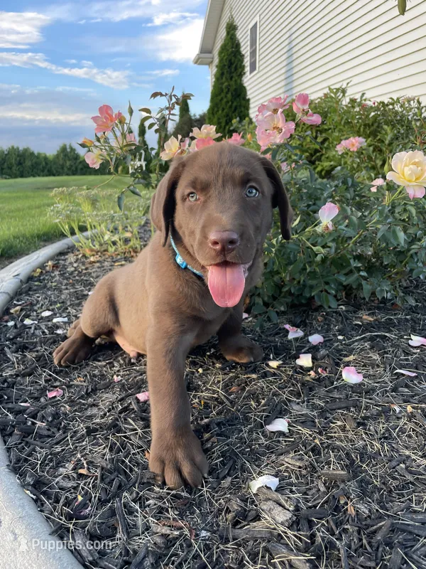 Boomer  – Labrador Retriever puppy for sale in Nappanee, IN
