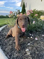 Boomer , a male Labrador Retriever for sale in Nappanee, IN – 1 of 4