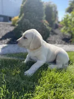 Charlie , a male Labrador Retriever for sale in Nappanee, IN – 6 of 7