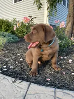 Boomer , a male Labrador Retriever for sale in Nappanee, IN – 3 of 4
