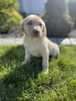 Daisy , a female Labrador Retriever for sale in Nappanee, IN – 7 of 10