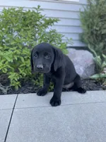 Coco , a female Labrador Retriever for sale in Nappanee, IN – 10 of 10
