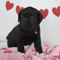Sweetie , a female Labrador Retriever for sale in Nappanee, IN – Photo 2 of 4