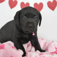 Sweetie , a female Labrador Retriever for sale in Nappanee, IN – Photo 3 of 4