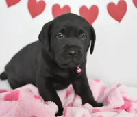 Sweetie , a female Labrador Retriever for sale in Nappanee, IN – Photo 3 of 4