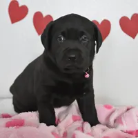 Sweetie , a female Labrador Retriever for sale in Nappanee, IN – Photo 1 of 4