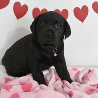 Sweetie , a female Labrador Retriever for sale in Nappanee, IN – Photo 4 of 4