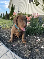 Boomer , a male Labrador Retriever for sale in Nappanee, IN – 4 of 4