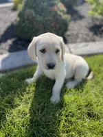 Charlie , a male Labrador Retriever for sale in Nappanee, IN – 3 of 7