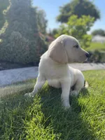 Charlie , a male Labrador Retriever for sale in Nappanee, IN – 2 of 7