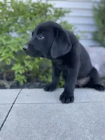 Coco , a female Labrador Retriever for sale in Nappanee, IN – 7 of 10