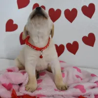 Teddy , a male Labrador Retriever for sale in Nappanee, IN – Photo 3 of 8