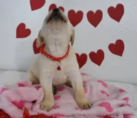 Teddy , a male Labrador Retriever for sale in Nappanee, IN – Photo 2 of 8