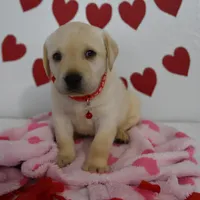 Teddy , a male Labrador Retriever for sale in Nappanee, IN – Photo 6 of 8
