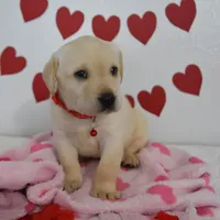 Teddy , a male Labrador Retriever for sale in Nappanee, IN – Photo 8 of 8