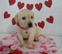 Teddy , a male Labrador Retriever for sale in Nappanee, IN – Photo 7 of 8