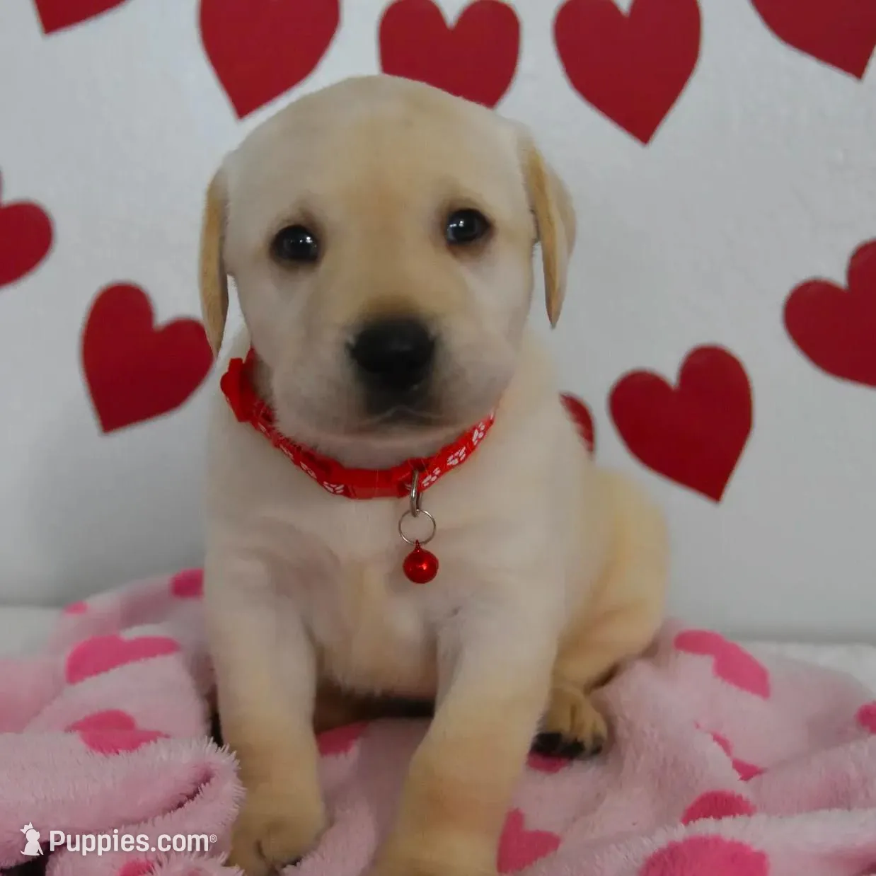 Teddy , a male Labrador Retriever for sale in Nappanee, IN – Photo 8 of 8