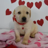 Teddy , a male Labrador Retriever for sale in Nappanee, IN – Photo 4 of 8