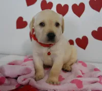 Teddy , a male Labrador Retriever for sale in Nappanee, IN – Photo 3 of 8