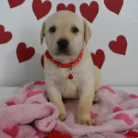 Teddy , a male Labrador Retriever for sale in Nappanee, IN – Photo 2 of 8