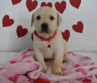 Teddy , a male Labrador Retriever for sale in Nappanee, IN – Photo 1 of 8