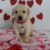 Teddy , a male Labrador Retriever for sale in Nappanee, IN – Photo 5 of 8