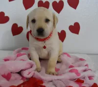 Teddy , a male Labrador Retriever for sale in Nappanee, IN – Photo 4 of 8