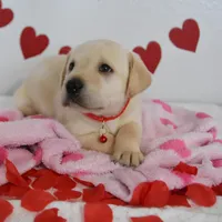 Teddy , a male Labrador Retriever for sale in Nappanee, IN – Photo 7 of 8