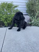 Chandler , a male Labrador Retriever for sale in Nappanee, IN – 3 of 8