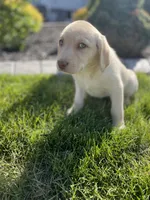 Daisy , a female Labrador Retriever for sale in Nappanee, IN – 8 of 10