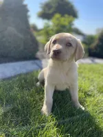 Daisy , a female Labrador Retriever for sale in Nappanee, IN – 1 of 10