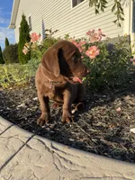 Cocoa, a female Labrador Retriever for sale in Nappanee, IN – 2 of 3